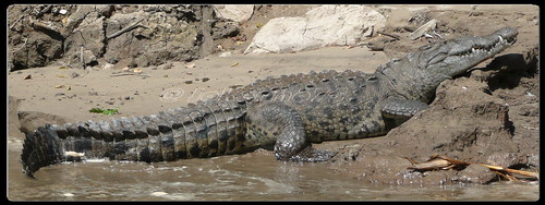 nature animals wow mexico natura animali messico canyondelsumidero alligatore dmctz3 jokerino75