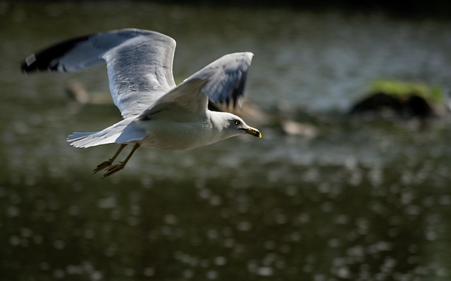 Goéland à bec cerclé -- ring-billed gull -- graviota de Delaware