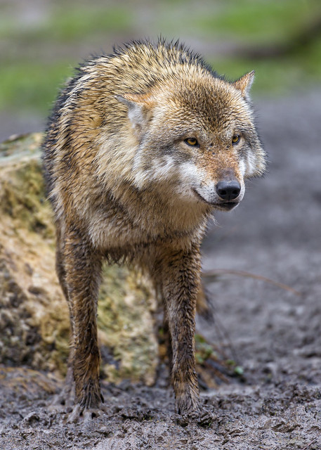 Brown wolf under the rain