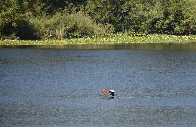 AND FINALLY,   OFF TO IT'S HUNGRY CHICK WITH A GOOD SIZED FISH.   AMAZING!