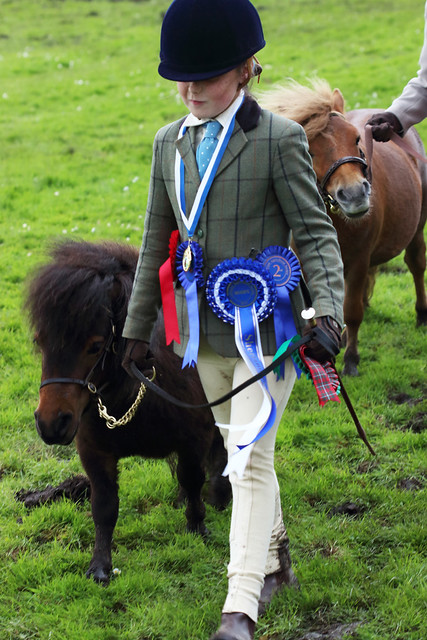 Shetland pony during the horse parade at the Caithness County Show, July 2015.