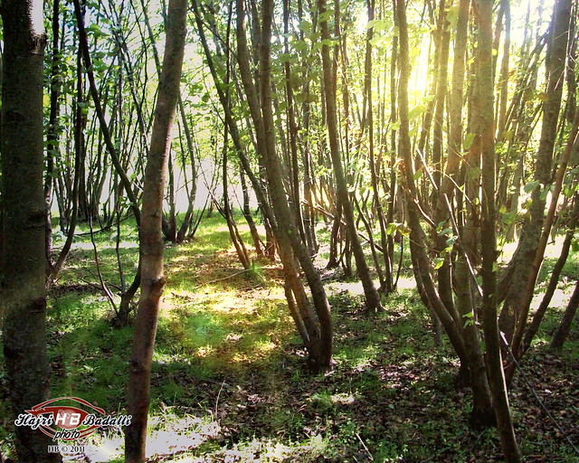 Rreze dielli mbi pyll