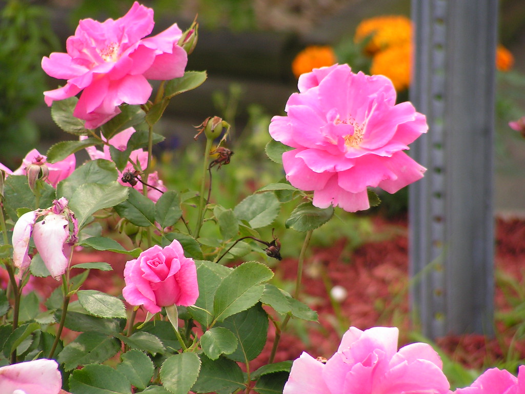 Pink Roses | JeromeG111 | Flickr