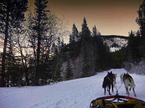 canada husky huskies dogsledding canadianrockies snowyowlsleddogtours