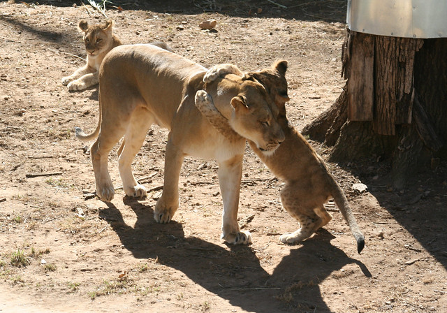 Smithsonian National Zoo Sat 19 Feb 2011 African Lion  (391)