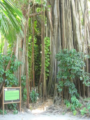Kuramathi (Banyan tree)