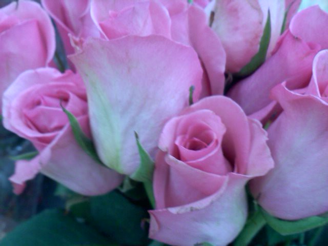 Violet-pink Roses