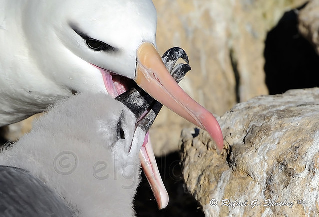 Black browed albatros - Albatros à sourcils noirs - Albatros de ceja negra - Thalassarche melanophris 1