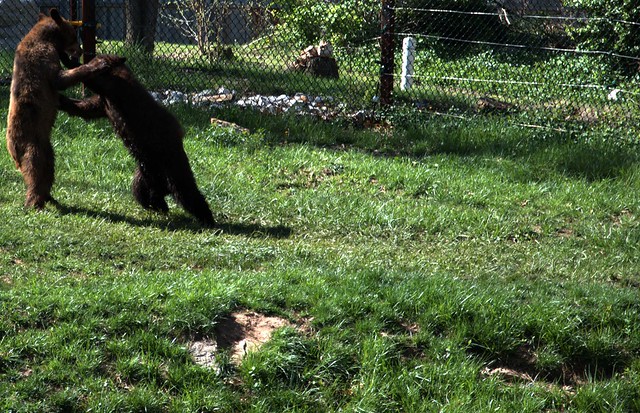 Dickerson Park Zoo 2011 - Springfield, MO