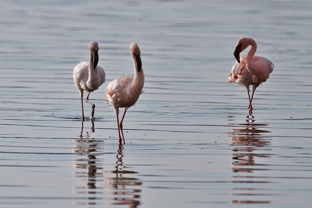 Greater Flamingo - Kenya