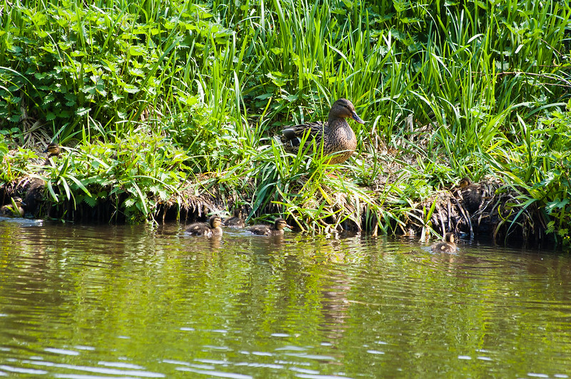 Ducklings