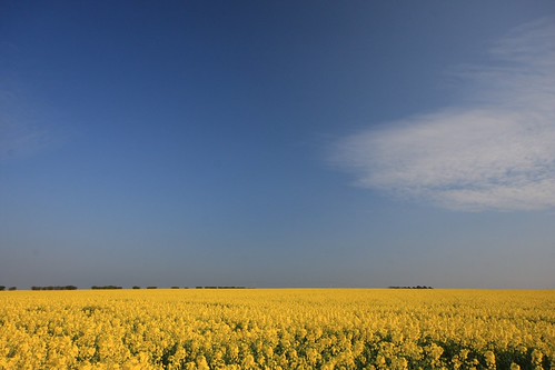 Rape field & sky | by maco56