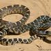 Flickr photo 'Pituophis catenifer sayi: Bullsnake' by: Todd W Pierson.