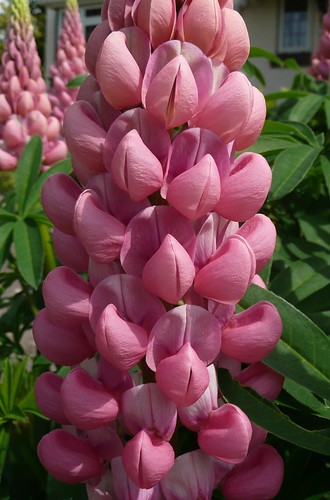 Lupin | by CalamityCam 2011