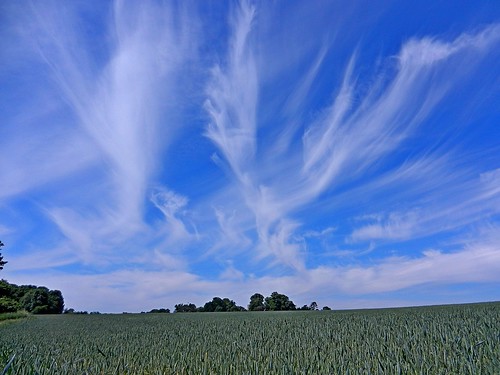 wood blue light sky cloud sun sunlight tree green field fence landscape suffolk view path shapes sunny super footpath