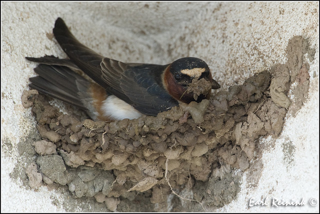 20110524-1484 Cliff Swallow