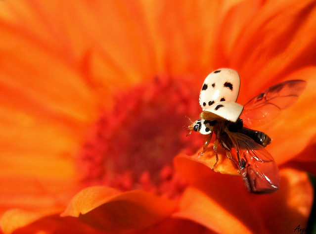 Ladybug Taking Flight
