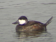 Ruddy Duck, Yellow Creek State Park, Indiana Co., PA
