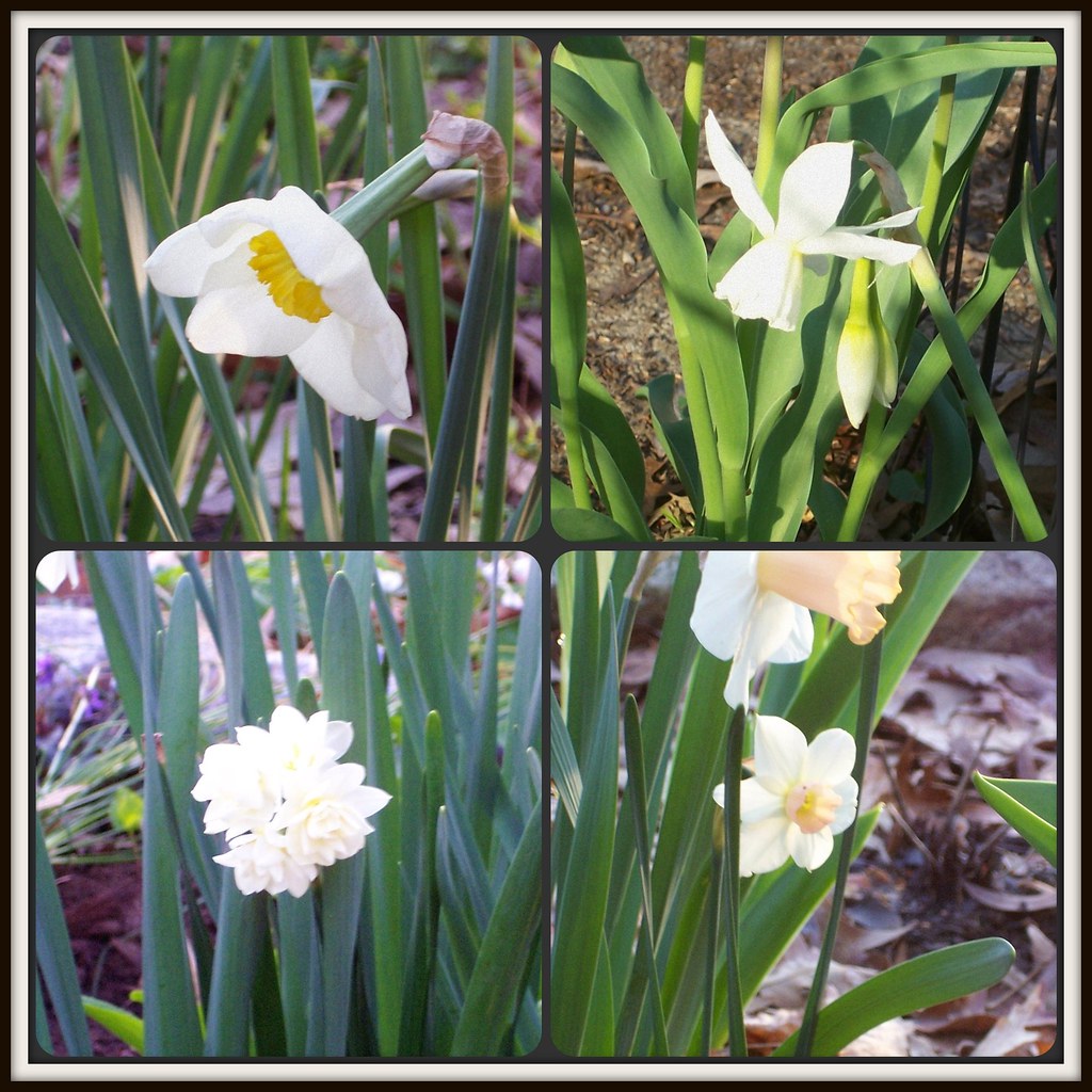 Daffodils | Bloom Day April, 2011 Clockwise from top left: L… | Flickr