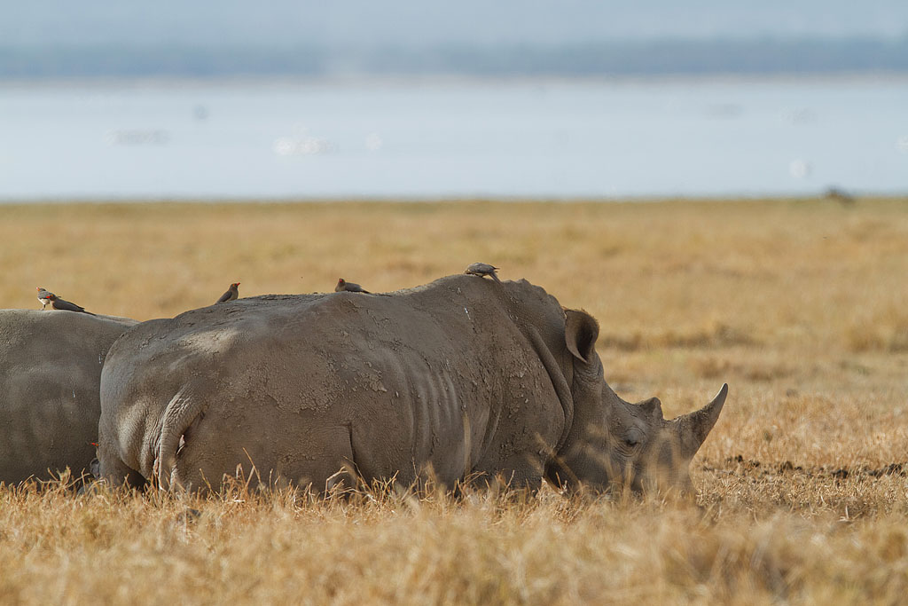 White Rhino - Kenya