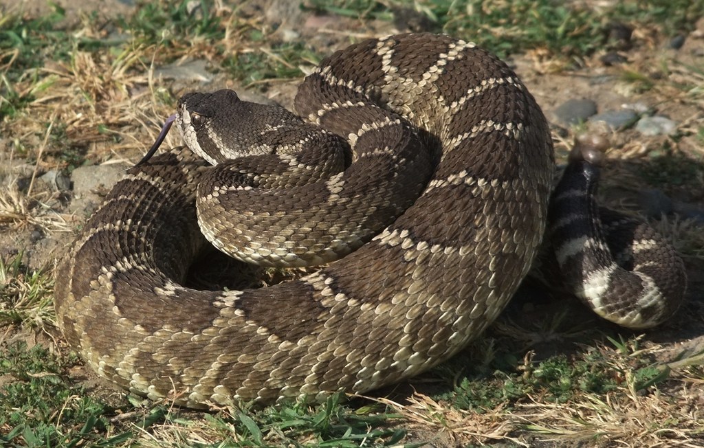 Sevec Rattlers A smaller rattler | not exactly thrilled that we silly human… | Flickr