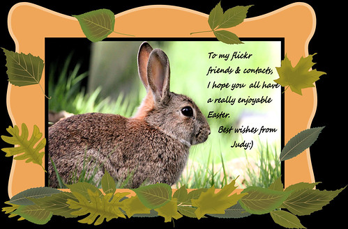An Easter Greeting:) | by Judy's Wildlife Garden