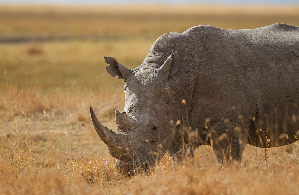 White Rhino - Kenya