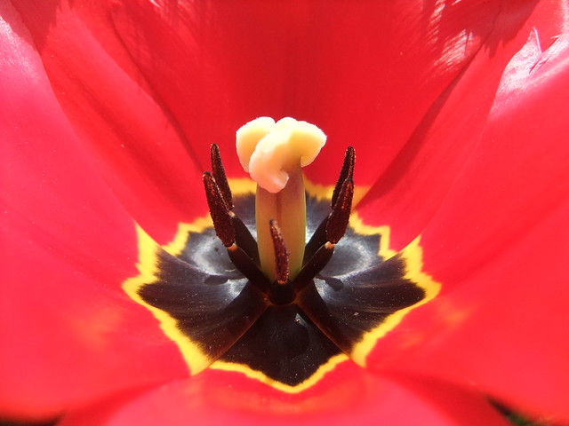 Tulip's colours