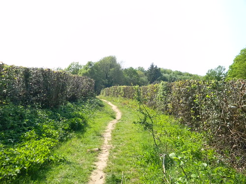 Between hedges Frant to Tunbridge Wells