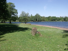 Edgbaston Reservoir - tree stump
