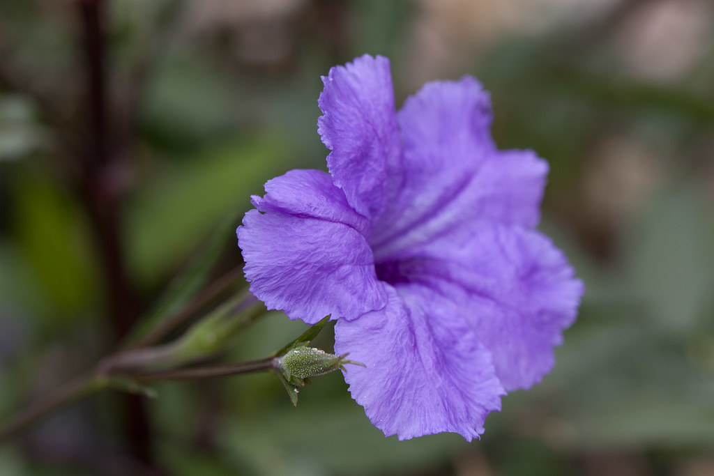 purple_ruellia_flower_1697 | Purple ruellia flower | Flickr