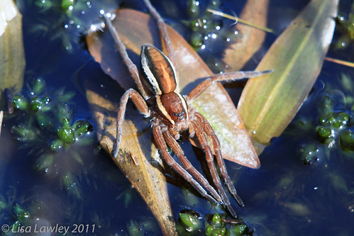 Metal Raft Spider Male raft Spider | The raft spider is one of the two largest… | Flickr