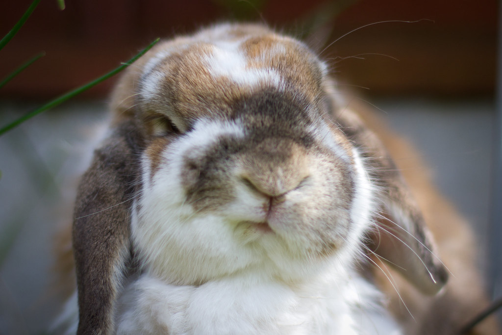 Old Bunny | Approaching 6 Years Old And Still Going Strong. … | Flickr