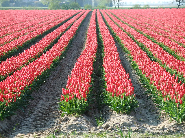 Tulpen, angebaut bei Büttgen in NRW - tulips in the Rhine area - one is not enough... ;-)