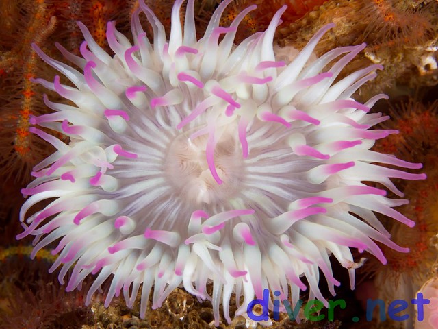 Anthopleura elegantissima (Aggregating Anemone, Pink Tipped Anemone) - Olympus E-520 - Zuiko 50mm f/2
