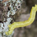 Flickr photo 'Inchworm, Geometer Moth Larva, Family Geometridae' by: David Illig.