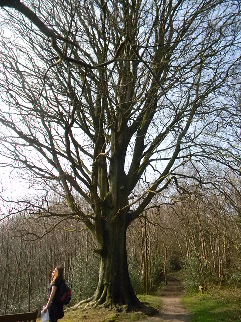 big tree Sevenoaks to Westerham