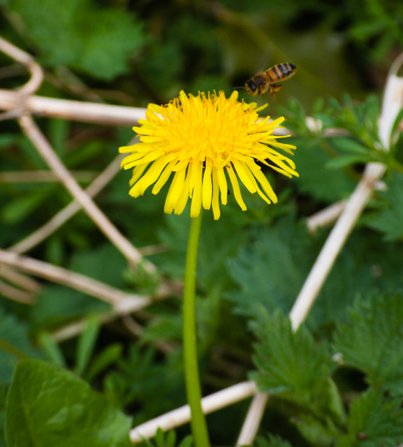 Dandelion flower with a honey bee