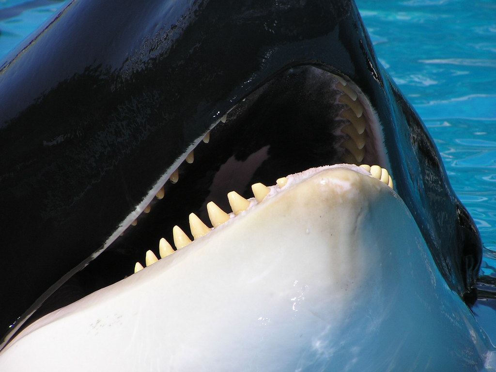 whale teeth.
