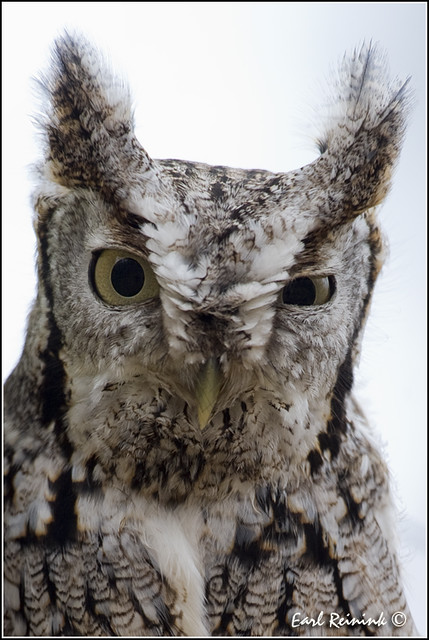 20110404-0124 Eastern Screech Owl