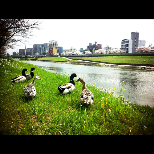 family bird river spring snap osampo kumamoto 熊本 春 お散歩 河岸 iphone4