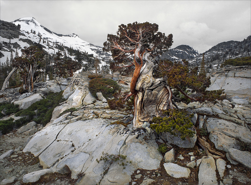 Sierra Juniper This Juniper is on a granite knoll a few hu… Flickr