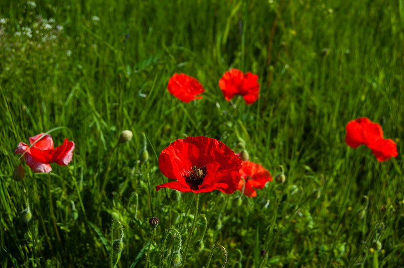 Poppy