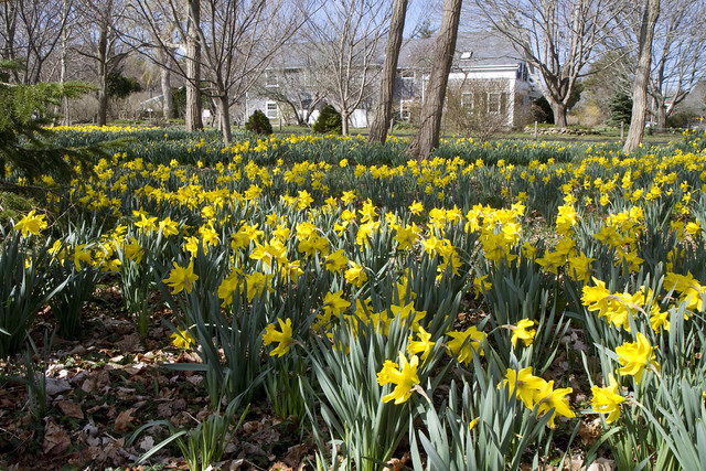 Daffodil Forest 2011