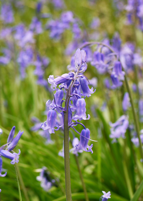 British Wild Flowers ✿ Bluebell