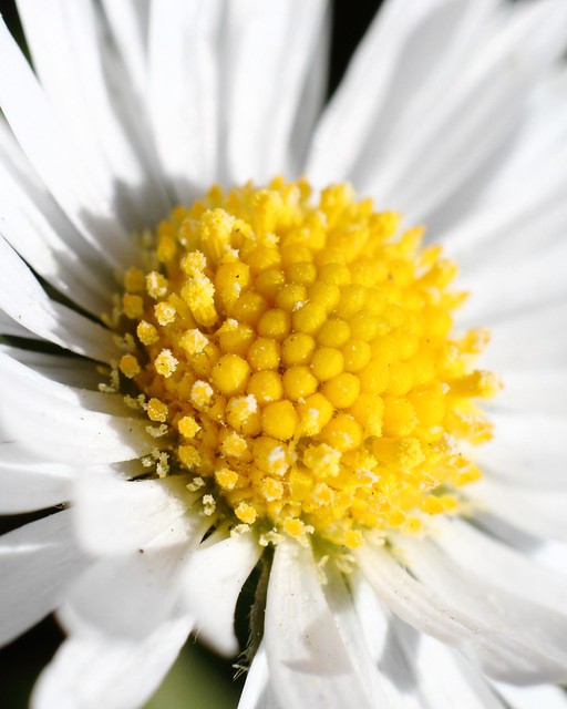 Daisy pollen