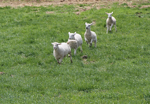 grass hair spring sheep racing orphan pasture lambs katahdin