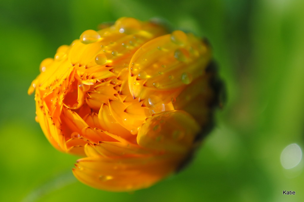 Yellow flower with water droplets | Close up of a wild flowe… | Flickr