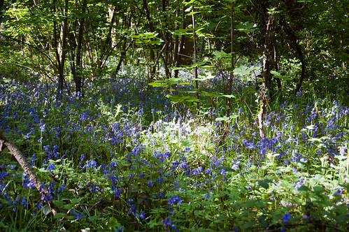 Woodland bluebells