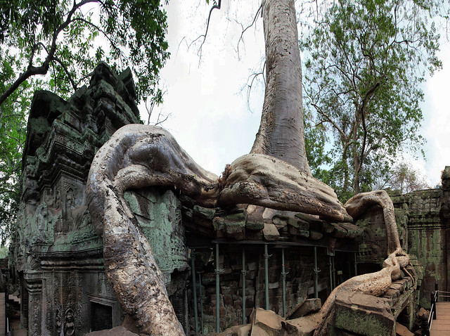 The power of the roots, Siem Reap, Cambodia